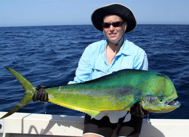 Renae's Dolphinfish